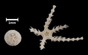 Media type: image; Invertebrate Zoology OPH-3482 Aspect: dorsal and ventral